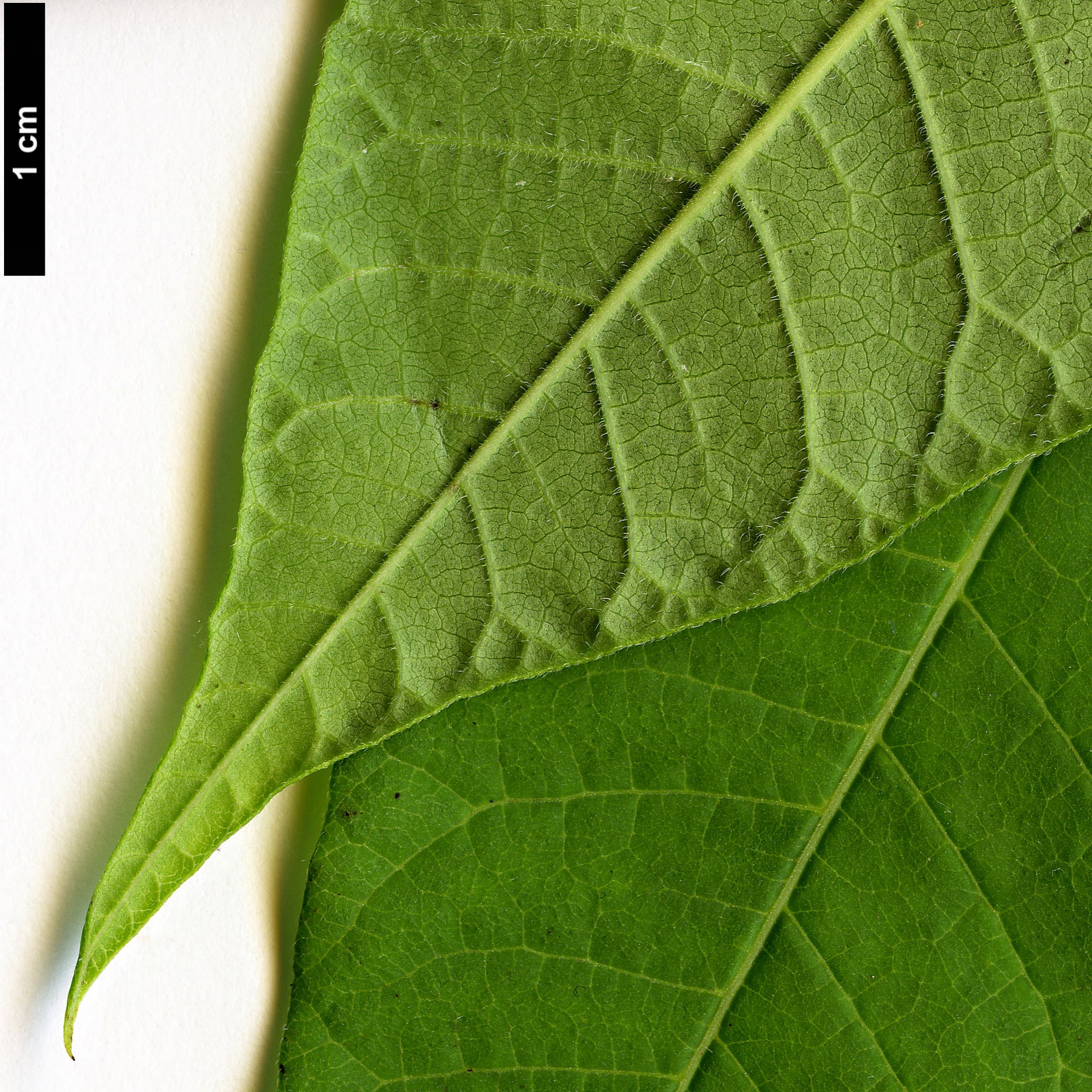 High resolution image: Family: Anacardiaceae - Genus: Rhus - Taxon: punjabensis - SpeciesSub: var. sinica